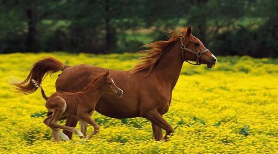 Safkan taylar açık artırma ile satıldı