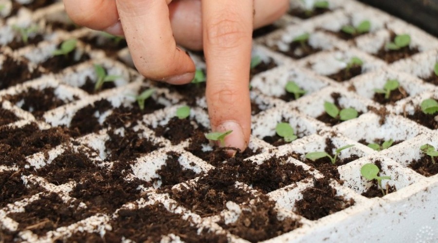 Safranbolu'ya menek�eler