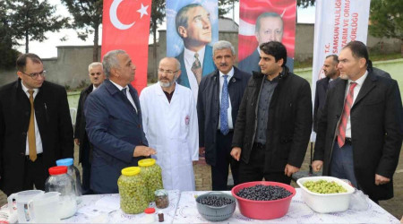Samsun'da zeytin tarımı tekrardan canlanıyor