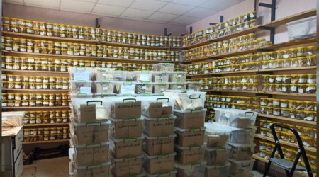 Şanlıurfa'da nohutun gen bankası oluşturuldu