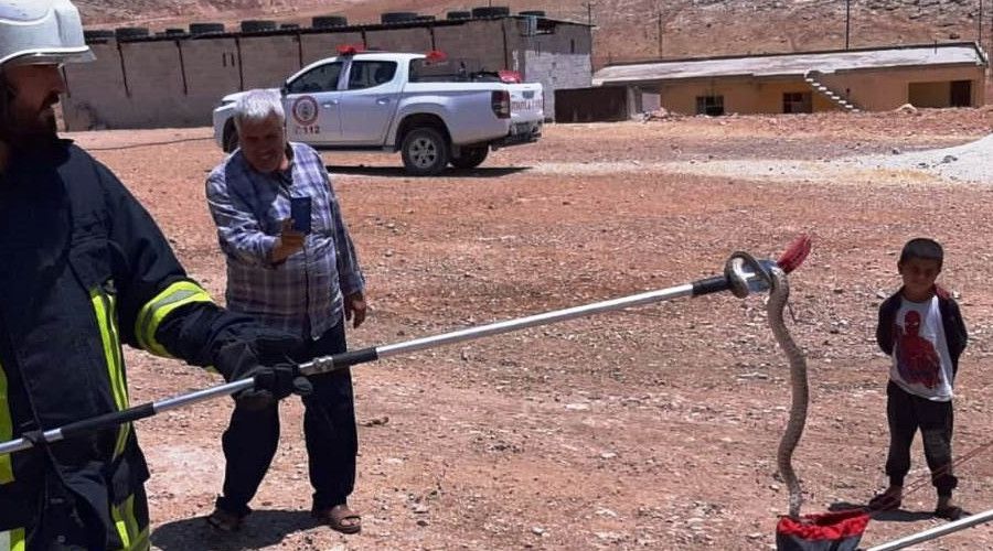Şanlıurfa'da zehirli yılanlar görülmeye devam ediyor