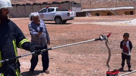 Şanlıurfa'da zehirli yılanlar görülmeye devam ediyor