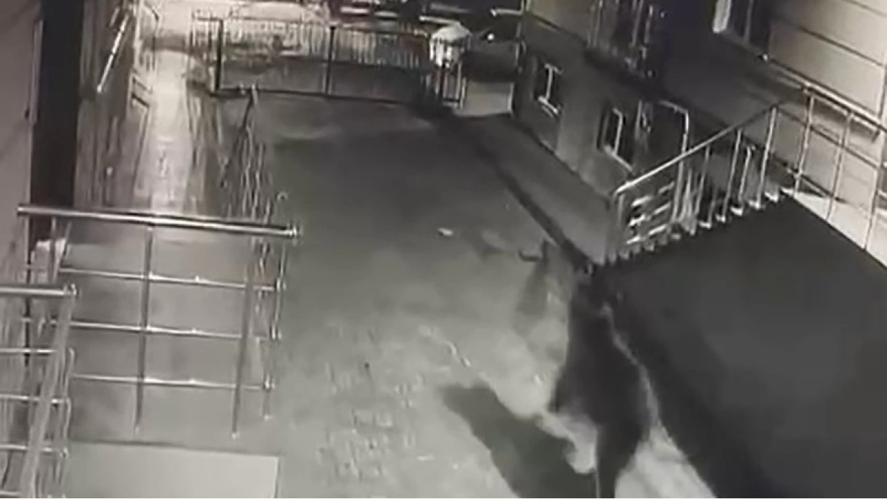 Sarıkamış'ta vatandaşların ayıyla imtihanı