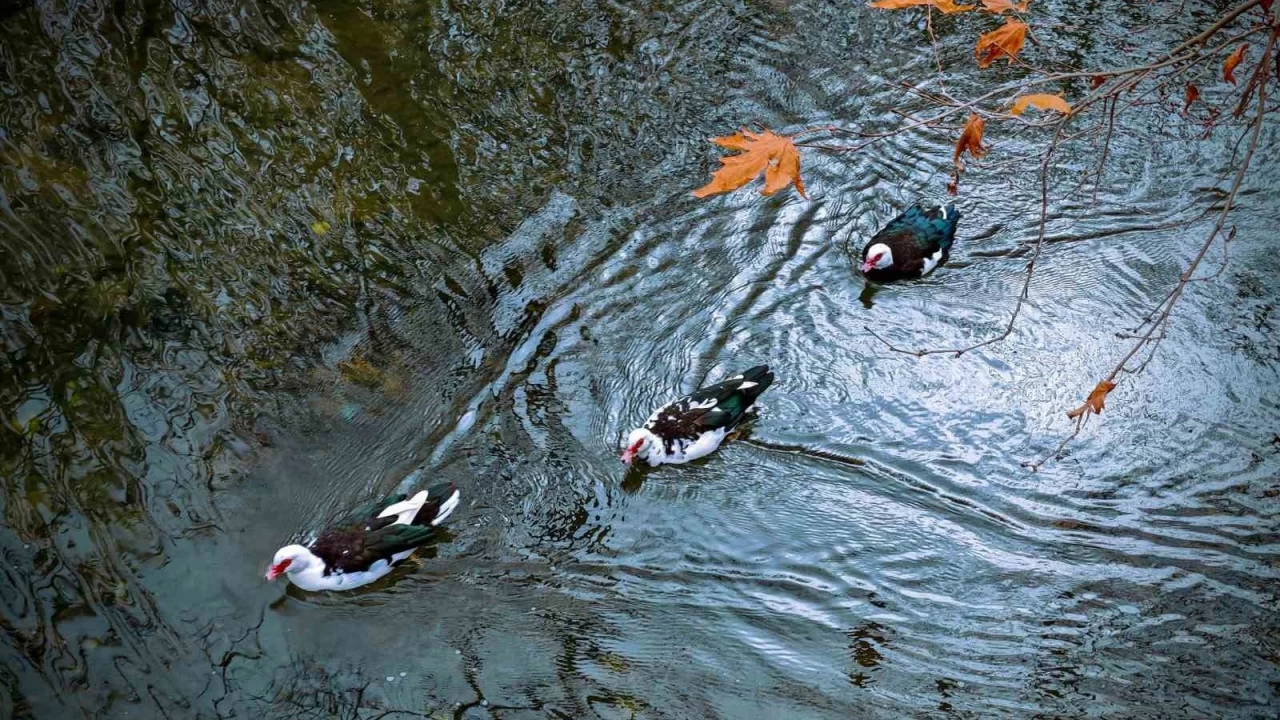 Savur, doal gzelliiyle ziyaretileri mest ediyor