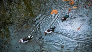 Savur, doal gzelliiyle ziyaretileri mest ediyor
