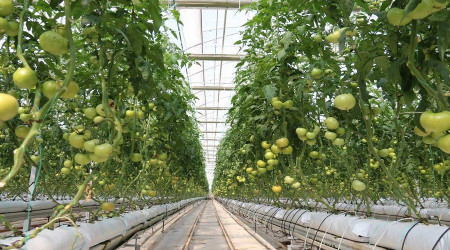 Sıcak su ile yılda bin 200 ton domates üretiliyor