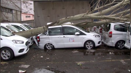 Şiddetli fırtına dev ağacı kökünden söktü