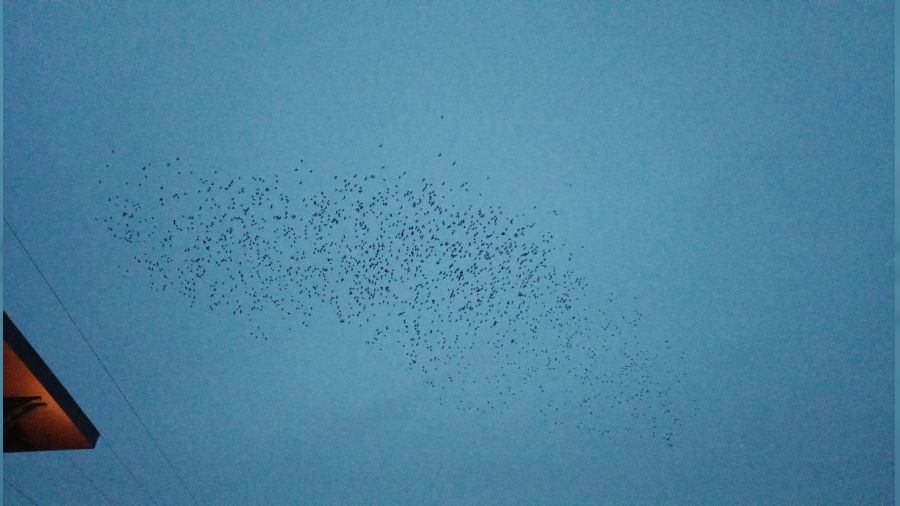 S���rc�k dans�