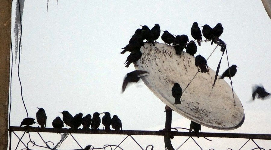 S���rc�k ku�lar� �at�larda ilgin� g�r�nt�ler olu�turdu