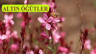 Sıla-i rahim, rahmet sebebidir