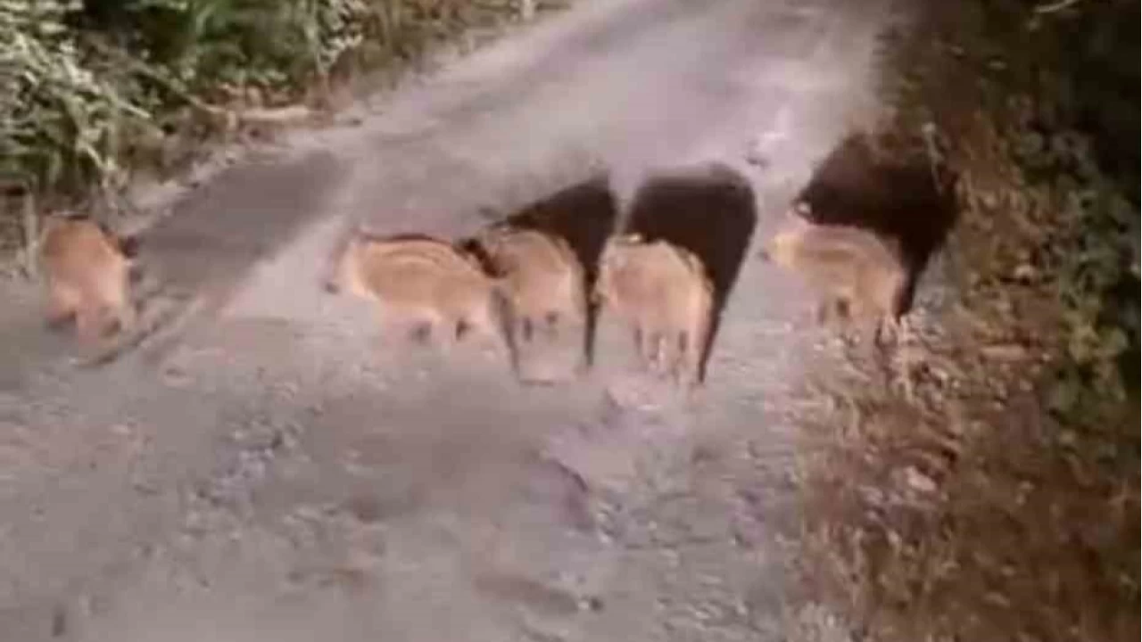 Sinop'ta domuzlar evlerin nne kadar geldi