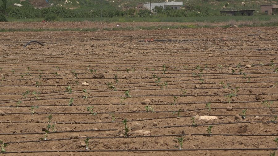 Şırnak'ta atıl durumdaki araziler üretimle değerleniyor