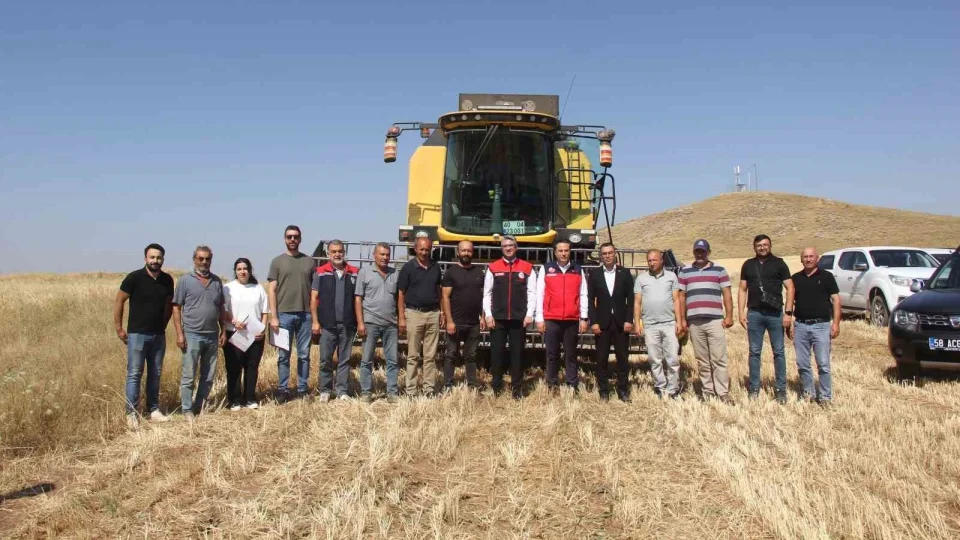 Sivas'ta ilk kez toprakla buluşturulan 5 farklı çeşit buğday hasat edildi