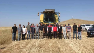 Sivas'ta ilk kez toprakla buluşturulan 5 farklı çeşit buğday hasat edildi