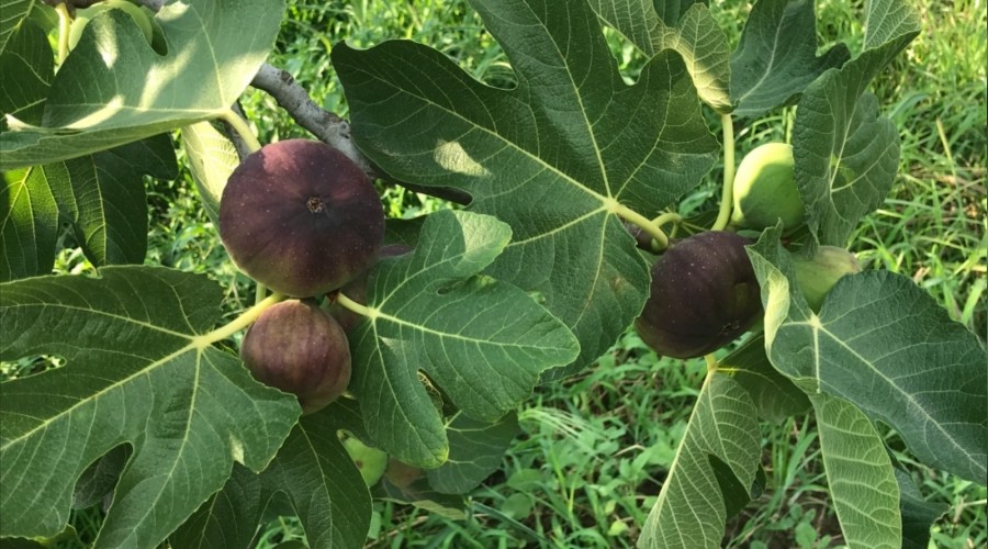 Siyah incirde ihracat ba�l�yor