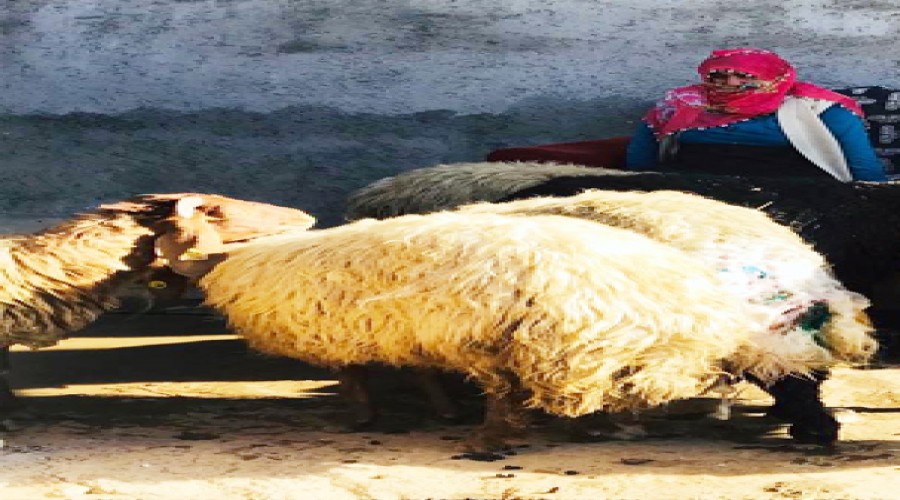 Sokak köpekleri koyunları parçaladı