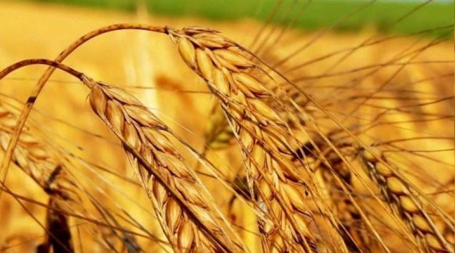 Tarım-ÜFE aylık yüzde 3,03 arttı