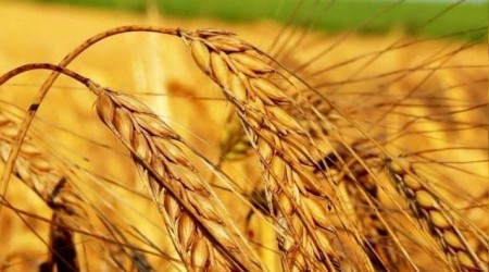 Tarım-ÜFE aylık yüzde 3,03 arttı