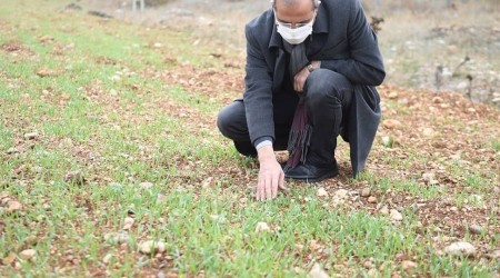 Tarsus'ta 'ata tohumu' projesi toprakta hayat buldu