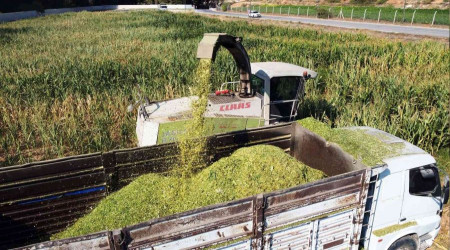 Tarsus'ta üreticilere ücretsiz mısır tohumu dağıtılacak