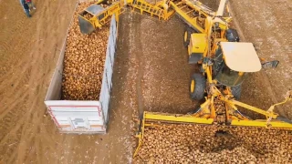 Tekirda�'da �eker pancar� hasad�: Dekara 10 ton verim al�nd�