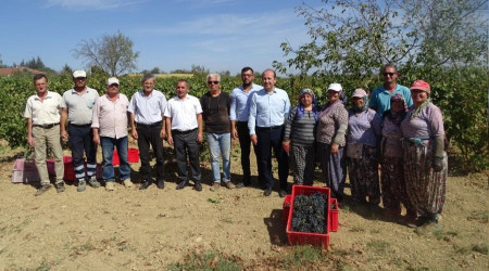 Tekirdağ'da üzümde rekolte kaybı yaşandı