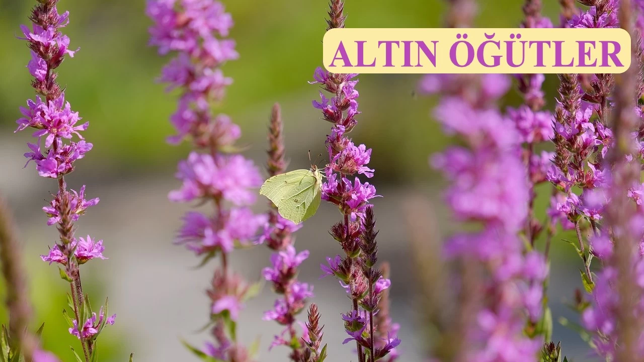 Tevazu g�steren y�celtilir