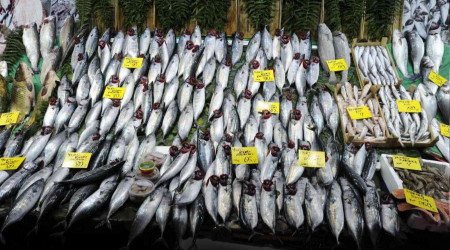 Tezgahlarda palamut bolluğu devam ediyor