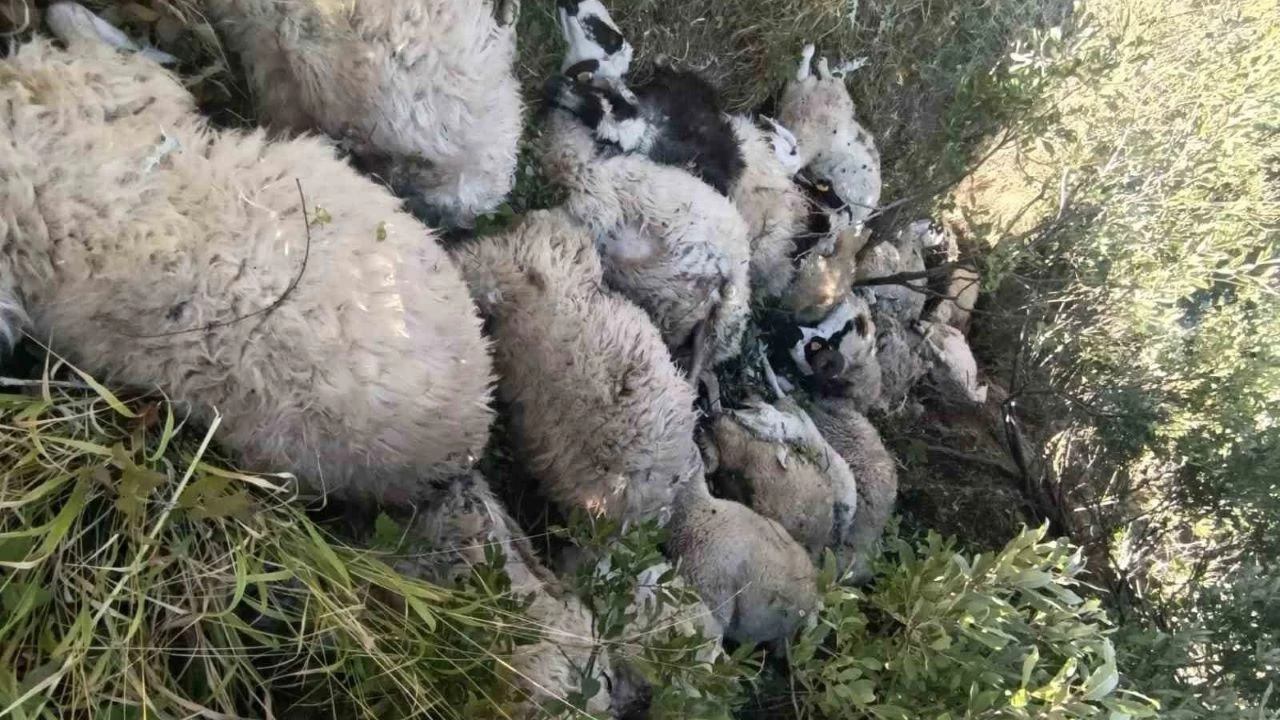 Tunceli'de koyun izdiham