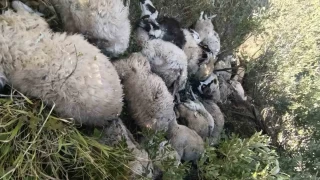 Tunceli'de koyun izdiham