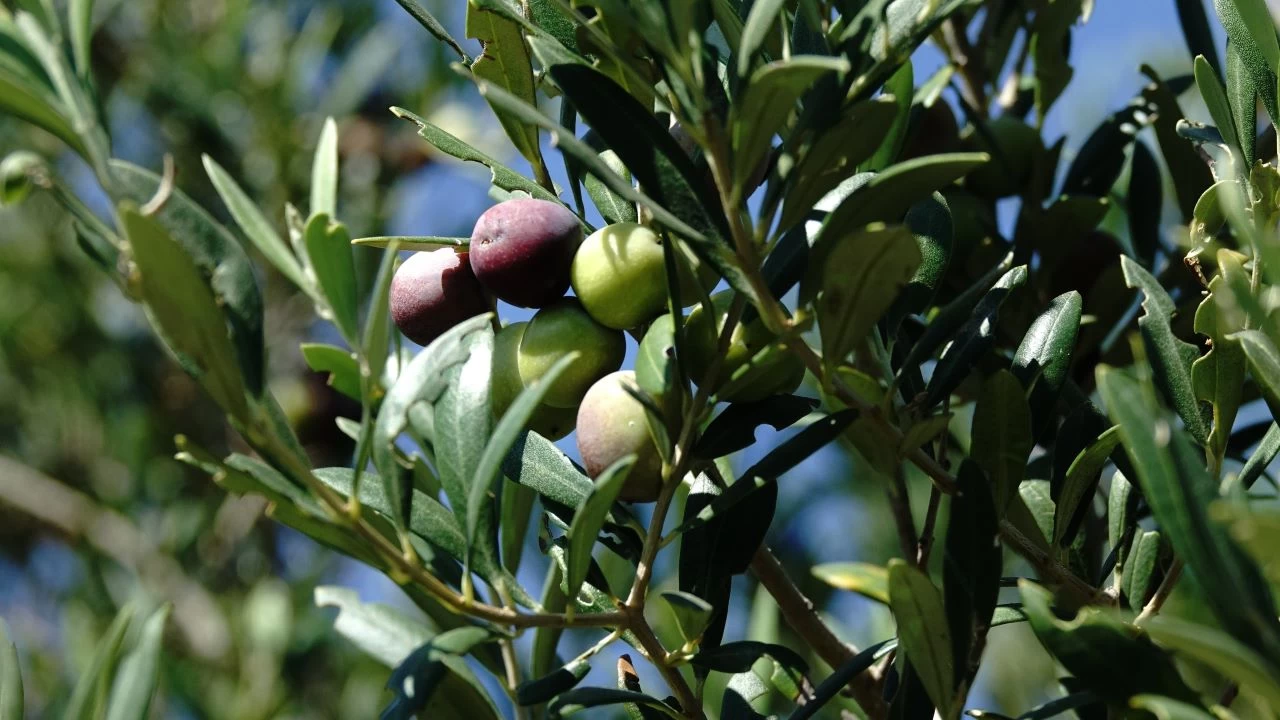 Türkiye'de 750 bin ton sofralık zeytin rekoltesi bekleniyor