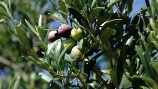 Türkiye'de 750 bin ton sofralık zeytin rekoltesi bekleniyor