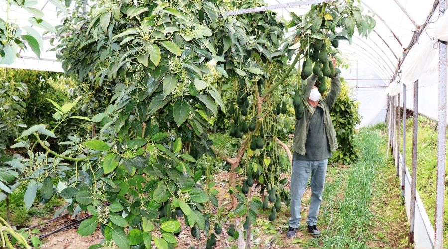 Türkiye'de ilk kez sera avokadonun hasadı yapıldı