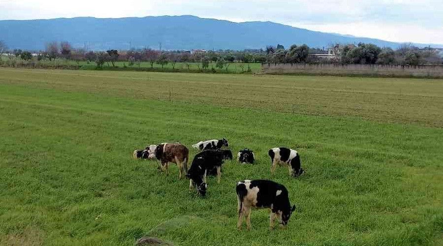 T�rkiye'de kar, Ayd�n'da bahar ya�an�yor