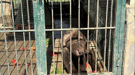Türkiye'nin tanıdığı 'Balkız' kendine geldi