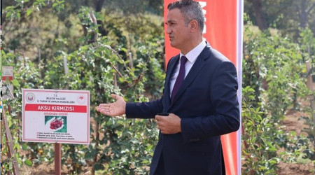 Ulupınar köyünde kırmızı meyve hasadı yapıldı