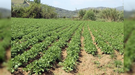 Üretici de ağlıyor tüketici de
