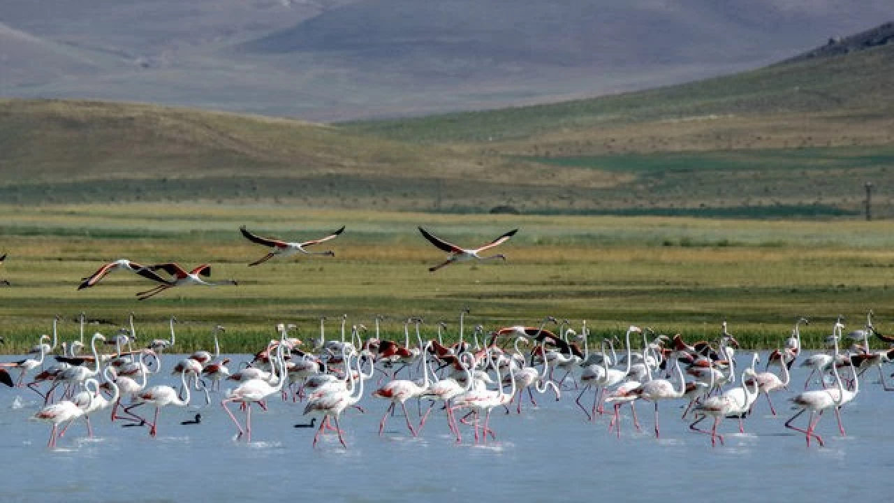 Van Akg�l Sazl���: G��men ku�lar�n u�rak noktas�