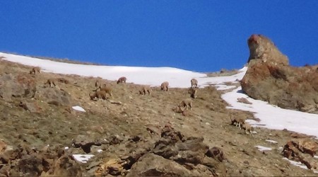 Van, yaban hayatı zengini