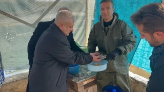 Van'da soğuk havada alabalık sağımı