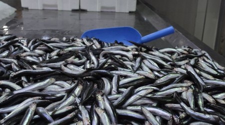 Vatandaşı hamsinin taze olduğuna inandıramadılar