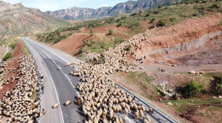 Yalar otlak alanlarn arttrd, peynir fiyatlarnn dmesi bekleniyor