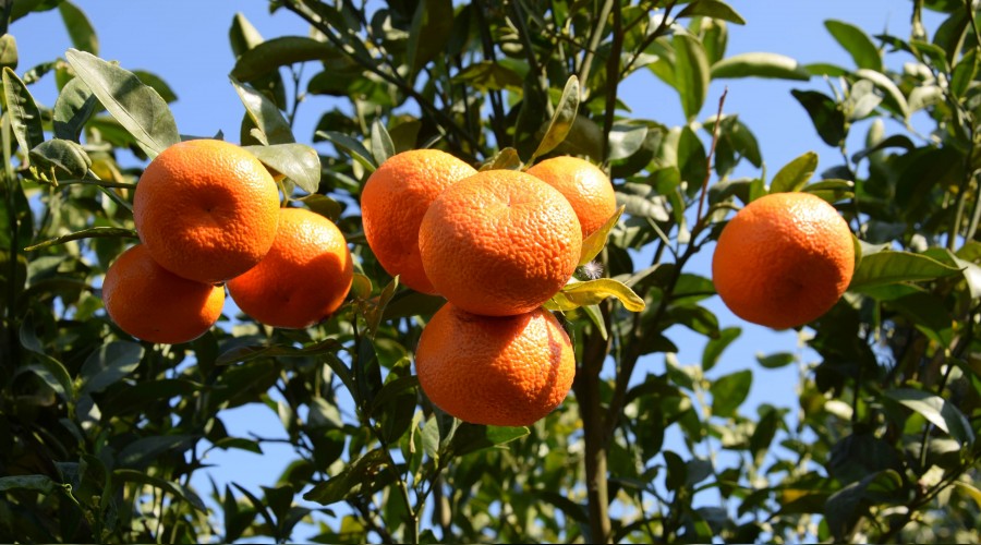 Yazın dalından mandalina