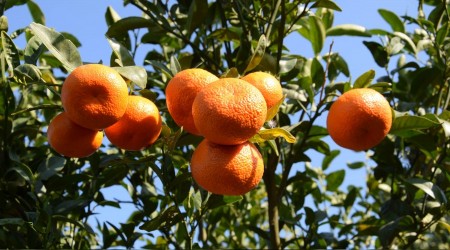 Yazın dalından mandalina
