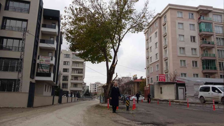 Yol ortasnda kalan asrlk aa korumaya alnd