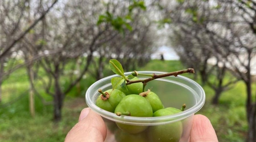 100 gram erik ağacında 100 TL'den satışa sunuldu