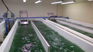 100 gramı bin liradan satılıyor
