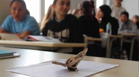 17 santimlik dev kelebek görenleri şaşırttı
