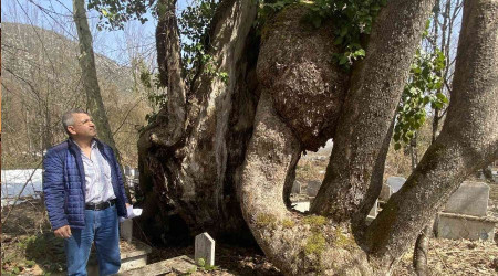 350 yıllık çınar ağacında Allah lafzı