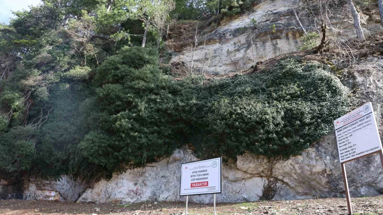 4 bin y�ll�k sarma��k g�renleri mest ediyor